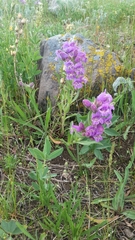 Penstemon eriantherus