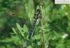 Orthetrum lineostigma