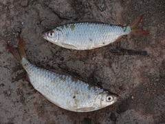 Characiformes