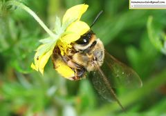 Eucera pekingensis