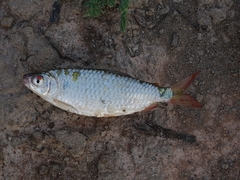 Characiformes