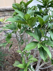 Osmanthus
