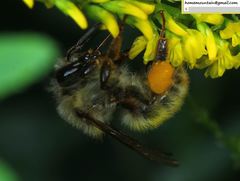 Bombus picipes