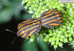 Graphosoma rubrolineatum