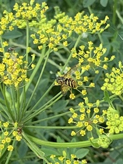 Chrysotoxum pubescens