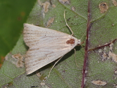 Macrochilo louisiana