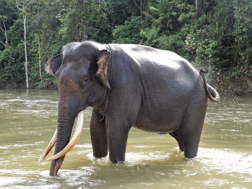 Asian Elephant