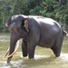 Elefante de Sumatra - Photo (c) Léodras, algunos derechos reservados (CC BY-SA)