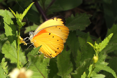 Belenois thysa thysa