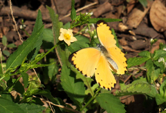 Belenois thysa thysa