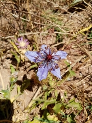 Nigella hispanica