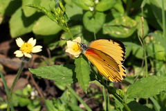 Belenois thysa thysa