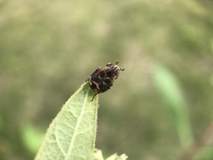Valgus canaliculatus