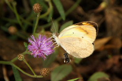 Colotis antevippe gavisa