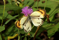 Colotis antevippe gavisa