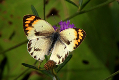 Colotis antevippe gavisa