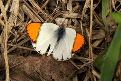 Colotis evenina