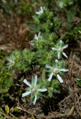 Horkelia marinensis