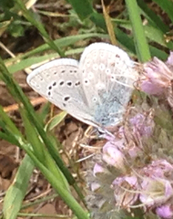 Icaricia icarioides missionensis