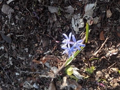 Scilla bifolia