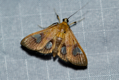 Ulopeza flavicepsalis