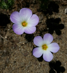 Leptosiphon grandiflorus