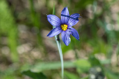 Sisyrinchium montanum