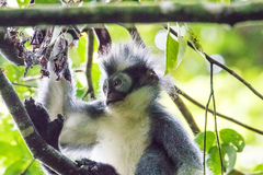 Thomas's Langur photo 5