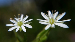 Stellaria littoralis