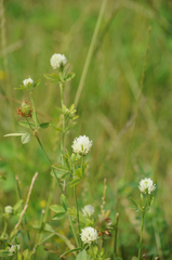 Trifolium alexandrinum