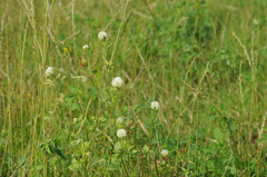 Trifolium alexandrinum