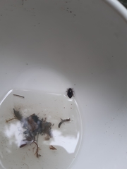 Platambus maculatus