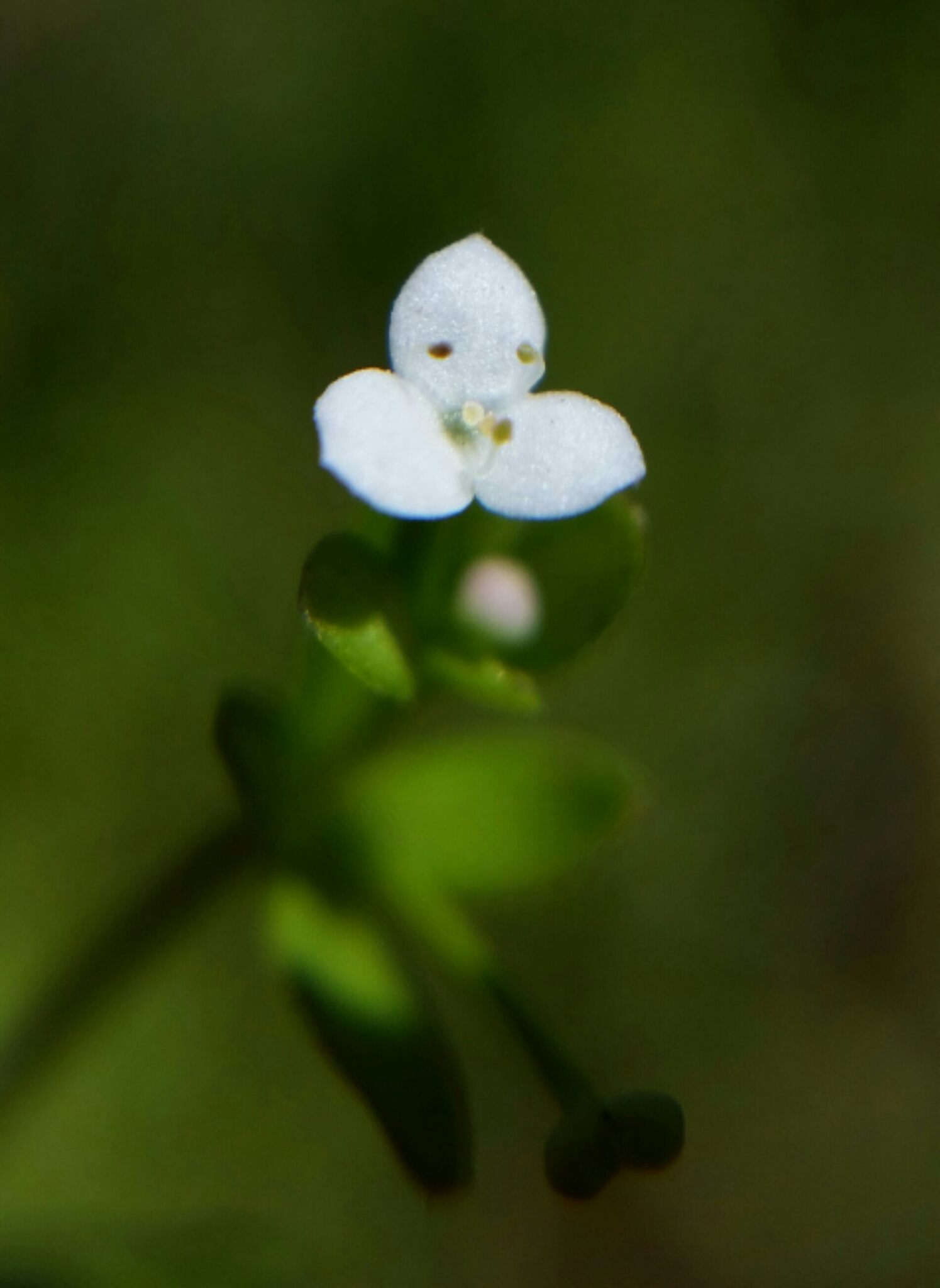 Galium trifidum