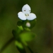 Three-petal Bedstraw - Photo (c) David Greenberger, some rights reserved (CC BY-NC-ND), uploaded by David Greenberger