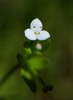 Three-petal Bedstraw - Photo (c) David Greenberger, some rights reserved (CC BY-NC-ND), uploaded by David Greenberger