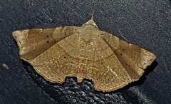 Esthlodora versicolor