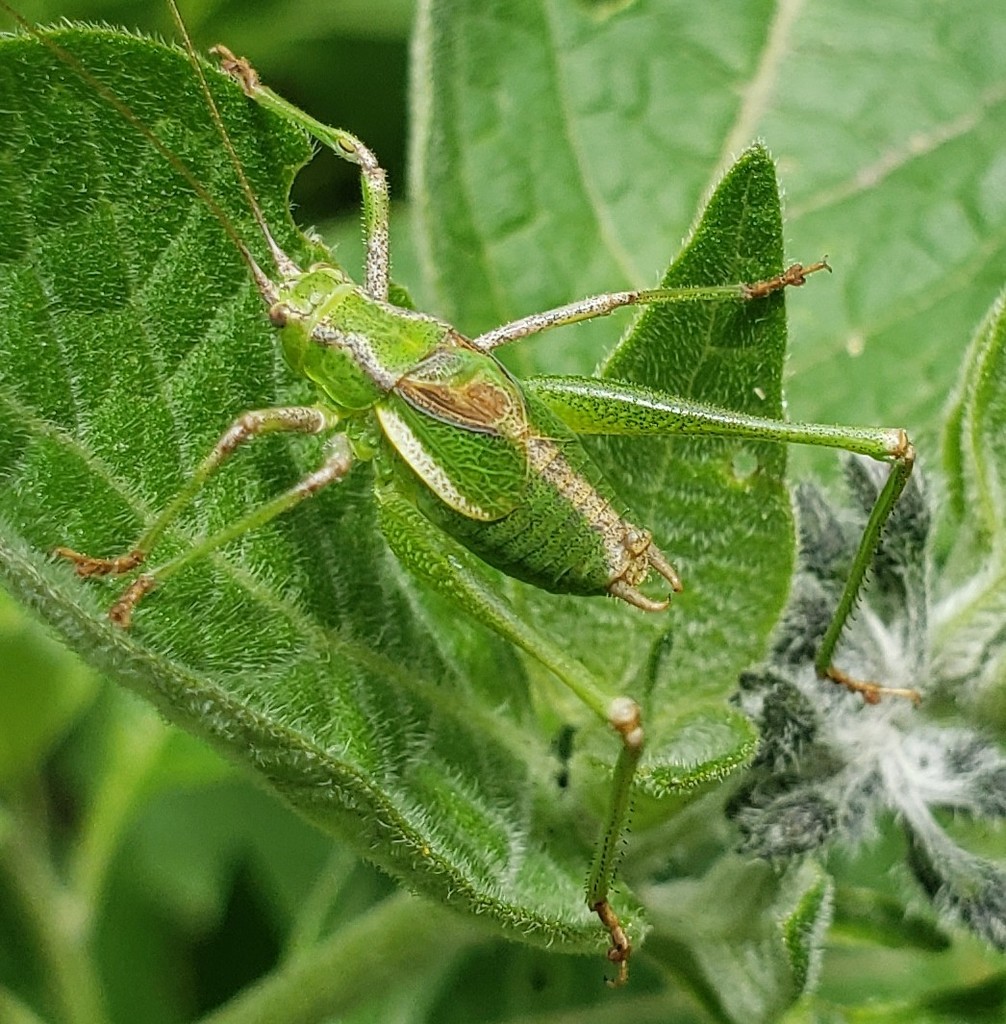 Cohnia equatorialis