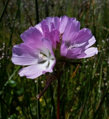 Sidalcea calycosa rhizomata