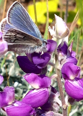 Icaricia icarioides missionensis