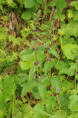 Stachys alpina