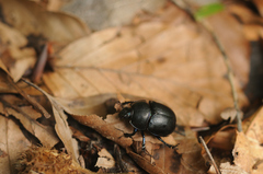 Anoplotrupes