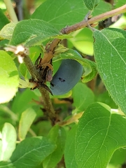 Lonicera caerulea cauriana