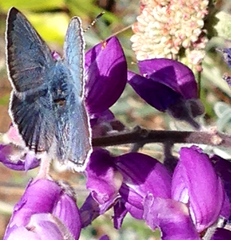 Icaricia icarioides missionensis
