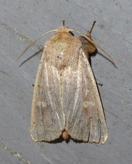 Leucania pseudargyria