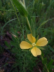 Ludwigia hirtella