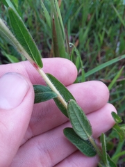 Ludwigia hirtella
