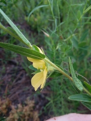 Ludwigia hirtella