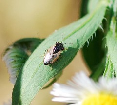 Geocoris pallidipennis