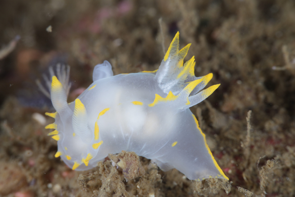Polycera faeroensis