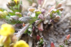 Draba grayana